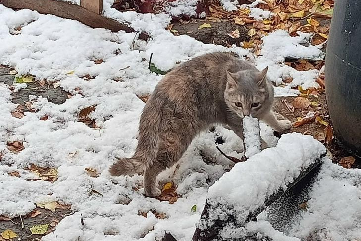 Семейство кошек из ледяной заброшки спасают волонтеры в Новосибирске