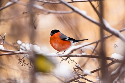 Агрессивные самки снегирей отобрали кормушки у синиц и воробьев в Новосибирске