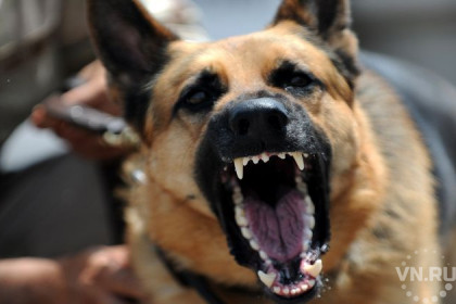 Злые собаки покусали почти 8000 жителей Новосибирской области