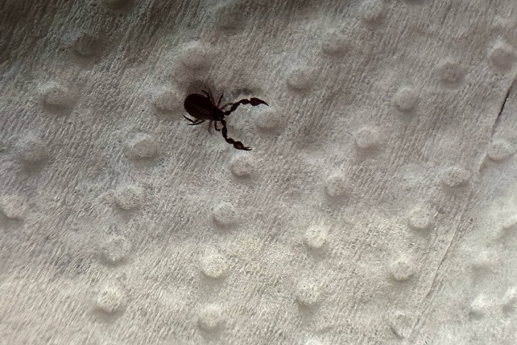 Жительница Новосибирска нашла скорпиона в своей постели