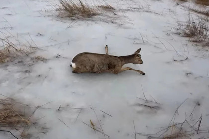 За спасение косуль житель Новосибирской области получил международную премию