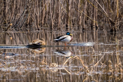 Новосибирцев предупредили об опасности птичьего гриппа в сезон охоты-2026