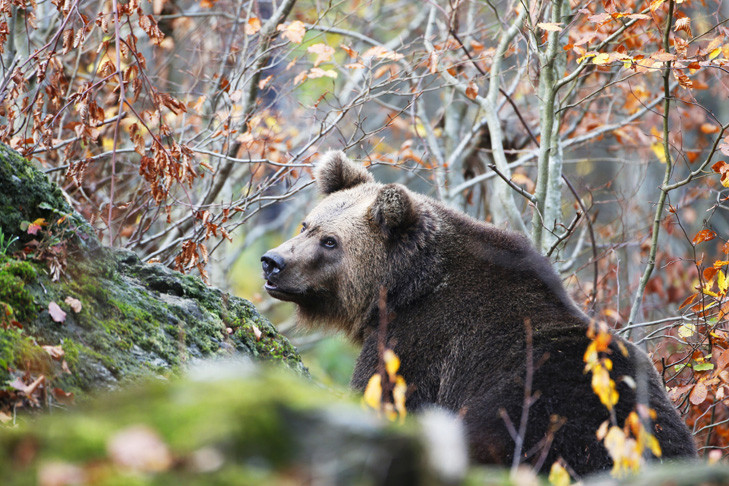 Опасного медведя будут убивать в Новосибирской области