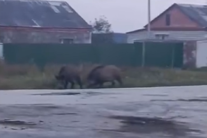 Дикие кабаны кошмарят две деревни под Новосибирском