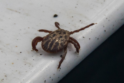 Названы районы с активными клещами в Новосибирской области