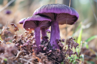 Собирать редкие грибы в Новосибирской области можно будет только по разрешению