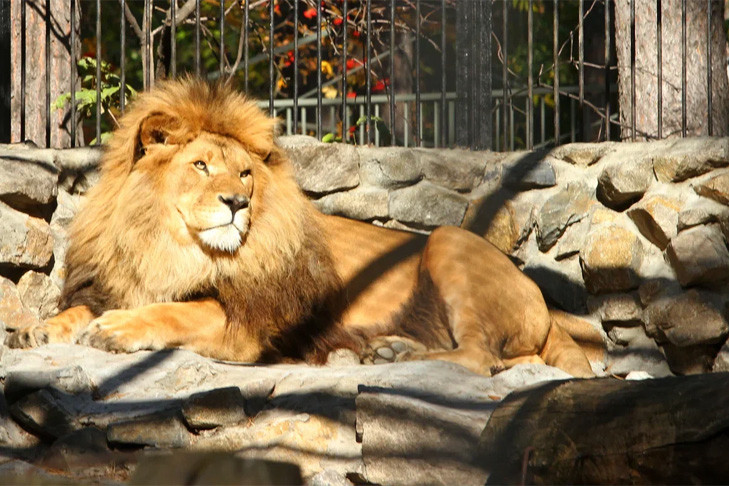 Новосибирский зоопарк переходит на осенний режим работы