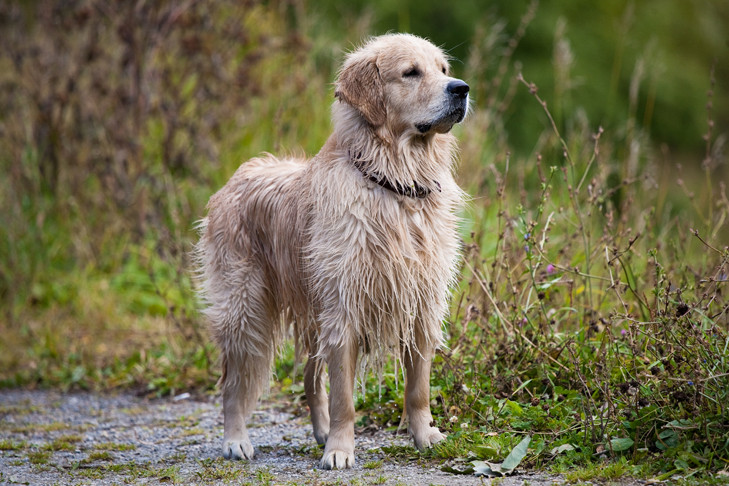 В Новосибирской области бродячих собак берут на особый контроль