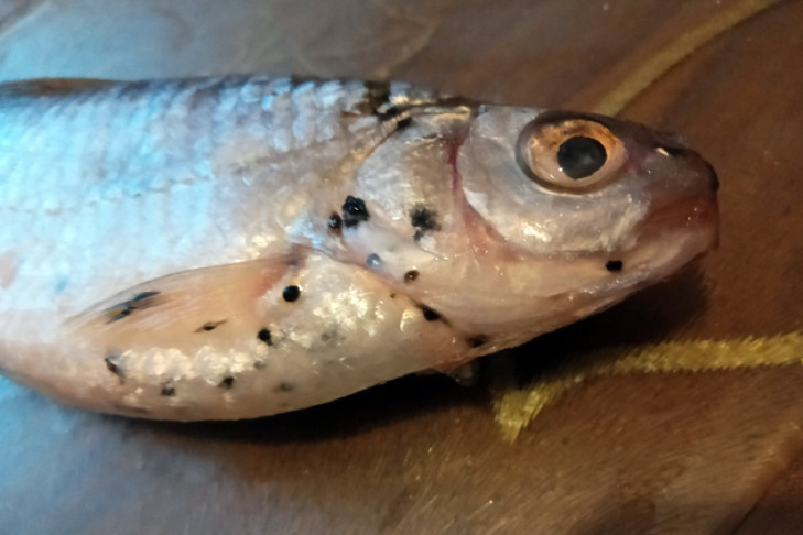Рыба в Оби заразилась новым паразитом 