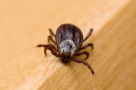 Новосибирские медики фиксируют спад активности клещей в апреле-2026