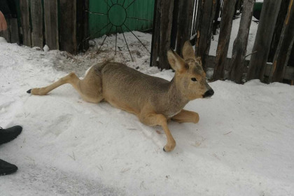 Напуганную косулю сняли с забора спасатели в Новосибирской области