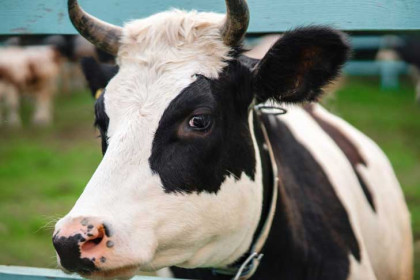 Слепота поражает коров в районе Новосибирской области