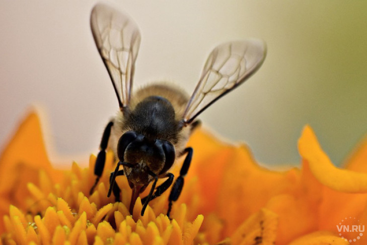 Паленым «Эндоглюкином» пичкали пчел в Новосибирской области