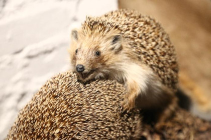 Ежи в Новосибирске отказались просыпаться в День сурка 2 февраля