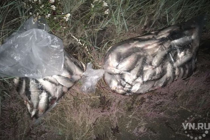 45 килограммов пеляди выловил браконьер в Купинском районе 