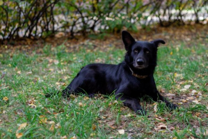 Тридцать тысяч у хозяйки пса отсудила мать покусанной девочки в Новосибирске