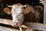 Режим чрезвычайной ситуации из-за болезней скота введен в Новосибирской области