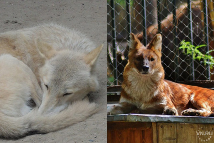 Белый и красный волки улетели из Новосибирска