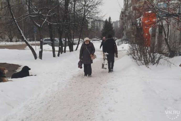 «Мы живем в Академгородке, а не на хуторе»: нервные собаки возмущают жителей микрорайона Щ