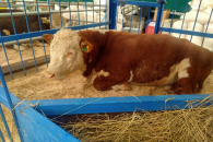 Новосибирский Минсельхоз опубликовал комментарий о методах умерщвления скота