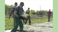 В Новосибирске летом высадят 450 тысяч однолетних цветов