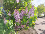 Сирень зацвела в Новосибирске в первый день осени