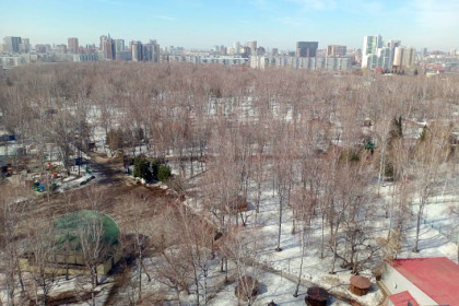 Не рубите, мужики: снос деревьев в «Березовой роще» прокомментировали в мэрии Новосибирска