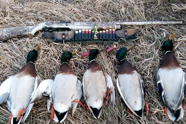 Сезон охоты-2025 на дичь начался в Новосибирской области