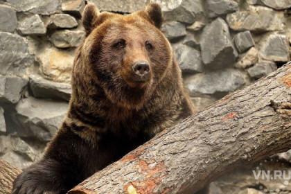 Медведь Лёха проснулся в Новосибирском зоопарке 
