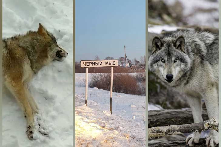 Охотовед назвал фейком видео с убитыми волками в Убинском районе