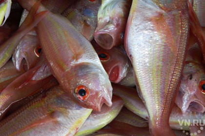 Запах переработки рыбных отходов угнетает жителей Колывани