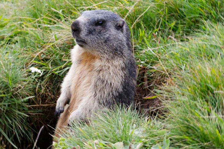 Деревня сурков найдена в Новосибирской области