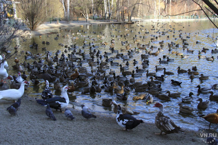 Озеро в зоопарке не замерзает, несмотря на морозы