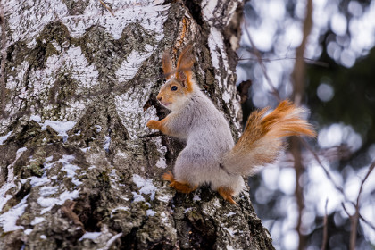 Самый теплый день зимы наступит в Новосибирске в Голодуху 18 февраля