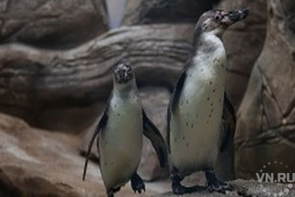 Прозрачный павильон для пингвинов открыли в Новосибирском зоопарке