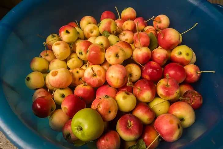 Собрать и уничтожить гнилые яблоки призвала дачников агроном Шубина