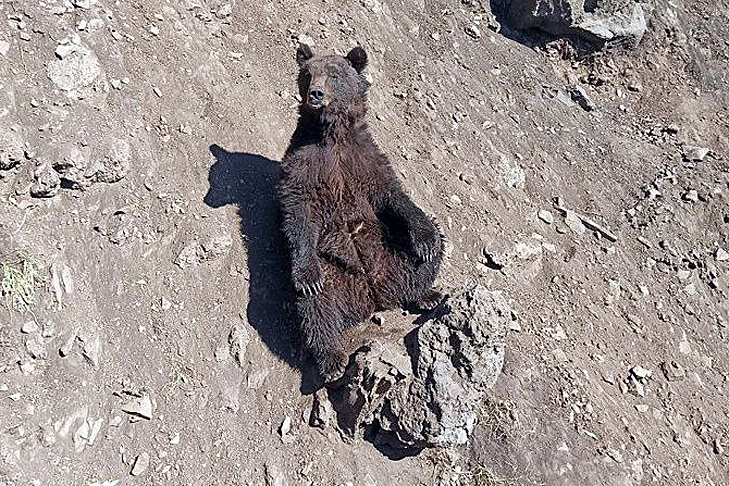 Поиски медведя идут в Заельцовском бору Новосибирска