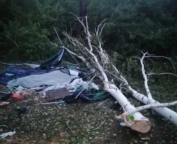 Дерево упало на палатку и убило женщину на озере Чаны в Новосибирской области