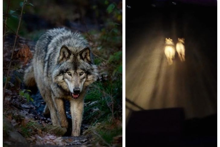 Стая волков терроризирует село Чёрный Мыс в Новосибирской области