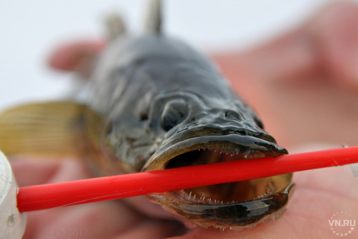 Откуда рыба в озерах: источники появления рыбы в природных водоемах