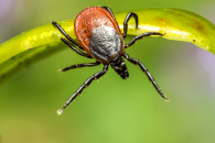 О клещах в парках и скверах напомнили новосибирцам специалисты Роспотребнадзора