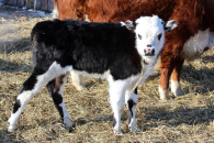 Участники СВО из Новосибирской области получат гранты на развитие агробизнеса