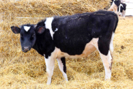 В Новосибирской области аферисты предлагают «решить вопрос» с изъятием животных