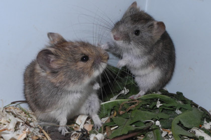 Новосибирские ученые обнаружили новый вид мышевидных грызунов