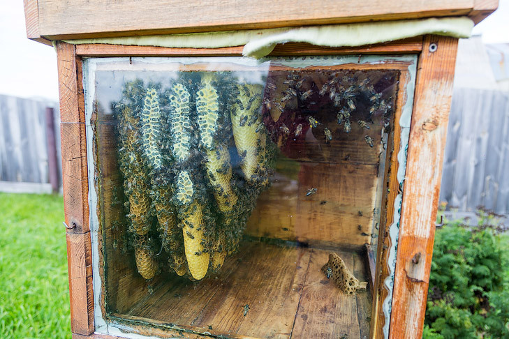 Массовую гибель пчел на пасеках опроверг министр Шинделов в Новосибирске