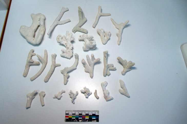 Россыпь из 23 кораллов нашли в багаже туриста из ОАЭ в Новосибирске