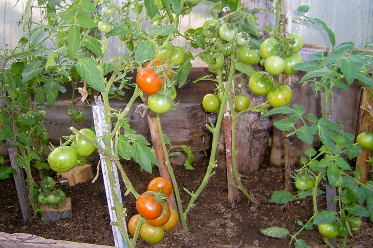 Происхождение сорта помидоров Подснежник