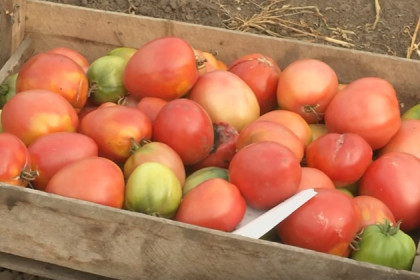 Уникальные семена помидоров и огурцов получили новосибирские селекционеры