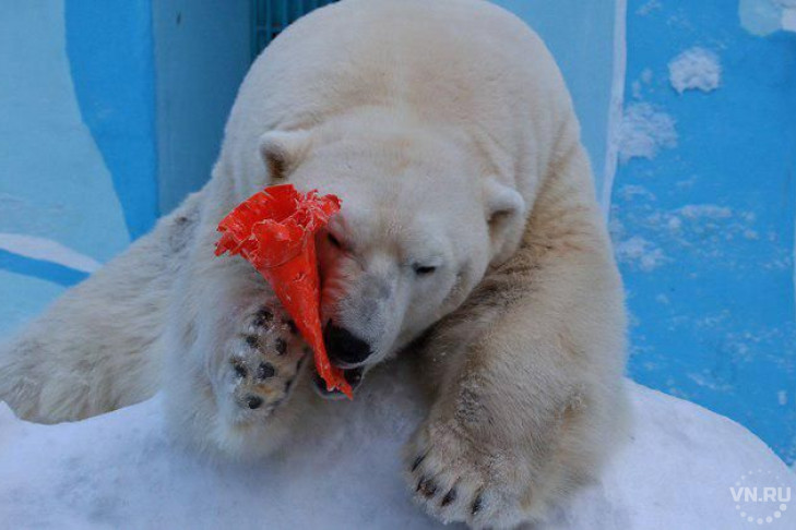 Сделать подарок белым медведям предложили жителям Новосибирска 