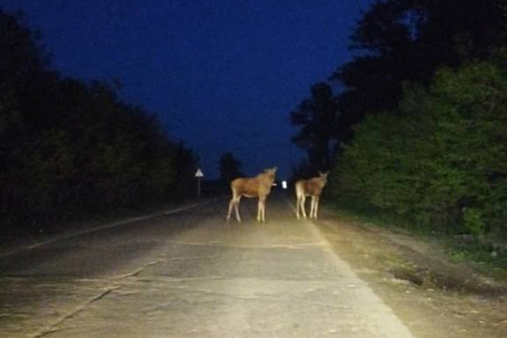 Появление косуль и лосей вблизи городов объяснили в минприроды Новосибирска